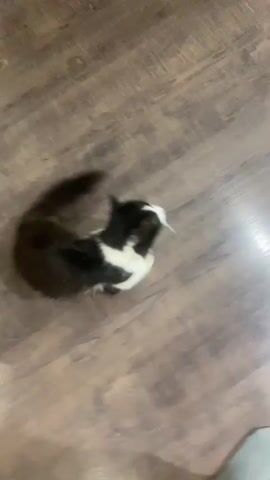 A black and white cat with yellow eyes is shown from a high angle, walking on a wooden floor. The cat then turns to face the camera, with its paws on a metal object. The cat's body is black with white patches on its chest and paws, and its tail is long and fluffy. The floor is a laminate wood pattern, and there is a white wall or cabinet in the background. The camera perspective shifts to be closer to the cat as it looks up, and the bottom of the frame shows a pair of grey socks on a person's feet.