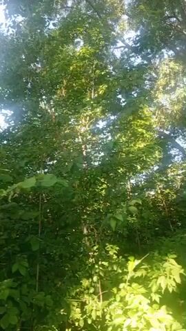 A low-angle shot pans upwards through a dense canopy of lush green trees with sunlight filtering through the leaves. The sky is a bright, clear blue, with a few wispy clouds visible. The camera continues to move, revealing a tall, slender brick chimney rising above the trees in the distance. The scene appears to be a wooded area with an industrial element.