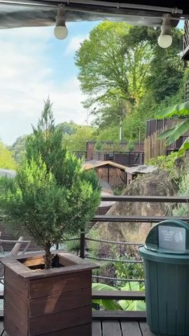 The video pans across an outdoor seating area with several potted coniferous trees. The trees are in large, wooden planters. In the background, there are lounge chairs, a rocky embankment, and lush greenery. The sky is visible with some clouds. The area appears to be on a deck or balcony overlooking a natural landscape. There are light fixtures visible overhead.