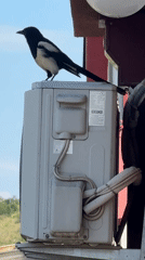 Magpie spotted on equipment, flies away in Podgorica