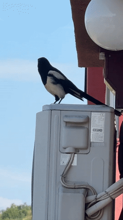 Magpie spotted on equipment, flies away in Podgorica