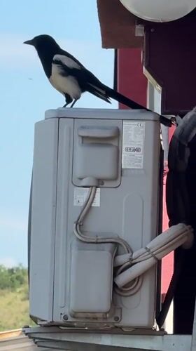 Magpie spotted on equipment, flies away in Podgorica