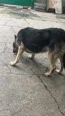 Pets caught in quiet, everyday moments at home