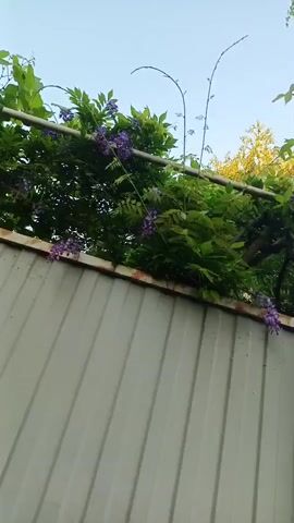 The video pans upward to reveal a white corrugated metal fence. Above the fence, green foliage and purple flowers are visible, growing on a trellis. The sky is a light blue. There are no people or animals in the video.