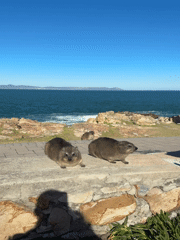 Tourist spots rock hyraxes on South African coastal promenade