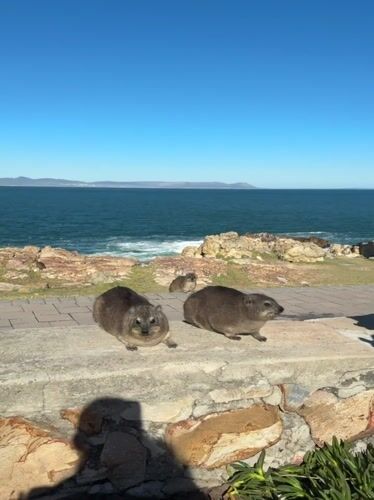Tourist spots rock hyraxes on South African coastal promenade