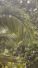 Heavy rainstorm hits tropical Baan Kai, Thailand