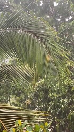 Heavy rainstorm hits tropical Baan Kai, Thailand