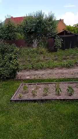 The video pans across a vegetable garden with raised beds. Various plants, including what appear to be pepper seedlings and strawberry plants, are visible in the beds. A bush with red berries, likely currants, is also prominent. In the background, there are trees, a wooden shed, and houses. The overall impression is of a well-maintained garden on a cloudy day.
