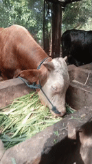 Livestock, fishing, and riverside greenery in rural Kediri