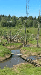 Stream meanders through grassy landscape near Большая Уса, Russia