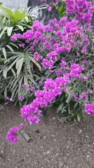 Backyard garden tour and a houseful of cats in rural Java