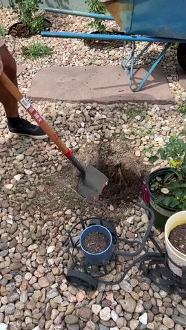 A person wearing shorts and black sneakers is digging a hole in the ground with a shovel. The shovel has a red and black head and a wooden handle. The ground is covered in small, multicolored rocks. In the background, there is a blue wheelbarrow and a planter with a pink tag. A metal plant stand with two pots is also visible in the foreground. The scene appears to be an outdoor garden area.