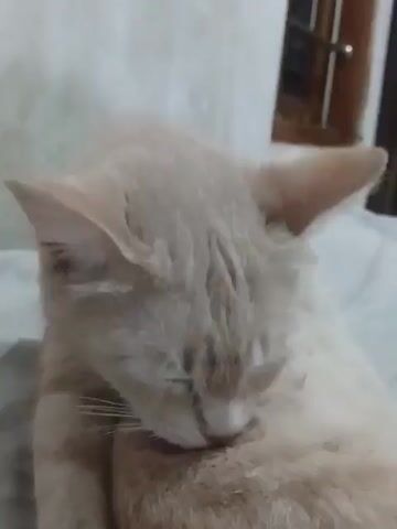 A light-colored cat is grooming itself on a surface that appears to be a bed or sofa. The cat is facing to the right of the frame, with its head bent down as it licks its chest. The background is out of focus, but shows a wall and a window.