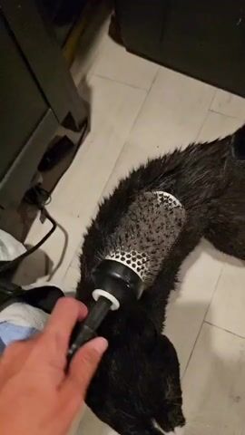 A person is holding a black cat by the scruff of its neck with their left hand and using a round brush in their right hand to dry the cat's fur. The cat is black and white with yellow eyes. The scene appears to be indoors, with a tiled floor.