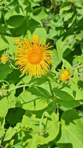 A close-up shot focuses on a vibrant yellow wildflower with many thin petals radiating from a central orange disc. The flower is surrounded by lush green leaves, some of which are large and broad, while others are smaller and more pointed. Several unopened flower buds are visible, clustered around the main bloom. The lighting suggests a sunny outdoor environment, casting dappled shadows on the foliage. The video appears to be a still frame, as there is no observable movement.