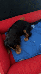 Cavalier King Charles Spaniel claims the mop as its own