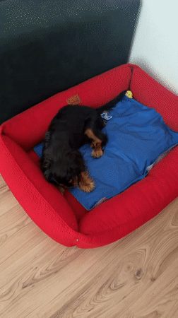 Cavalier King Charles Spaniel claims the mop as its own