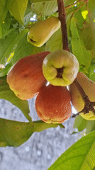 Nature observations capture Indonesian wildlife and fruit trees