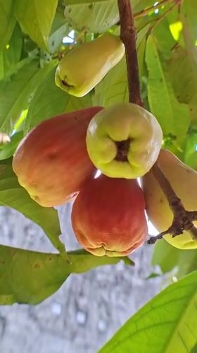 Nature observations capture Indonesian wildlife and fruit trees