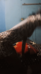 Person in leopard dress handles phone, accessories indoors