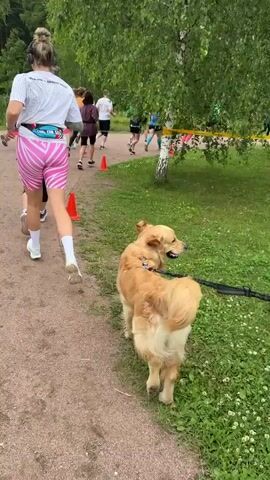 A group of people are running on a dirt path surrounded by trees. A golden retriever is running alongside one of the runners, held by a leash. Orange cones are placed along the side of the path. Some of the runners are wearing green shirts. The overall scene appears to be a race or a group run.