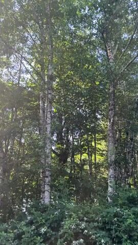 This is a vertical, low-angle shot of a dense forest under a clear blue sky. Sunlight beams through the leaves of tall trees, creating a hazy, bright effect in the center of the frame. The trees have green leaves and light-colored bark, with one tree in the foreground appearing to be a birch tree. The camera pans slowly upward through the canopy.