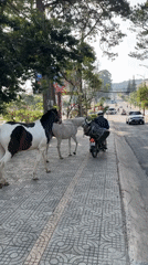 Early morning daily life documented across Da Lat, Vietnam