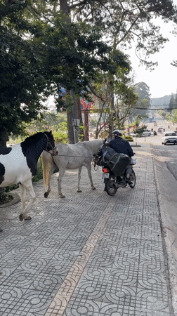 Early morning daily life documented across Da Lat, Vietnam