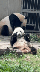 Morning scenes at Chongqing Zoo show pandas, vendors, tourists