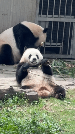Morning scenes at Chongqing Zoo show pandas, vendors, tourists