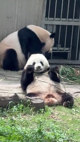 Morning scenes at Chongqing Zoo show pandas, vendors, tourists