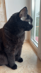 Black cat hangs out on a Novosibirsk windowsill on an August morning