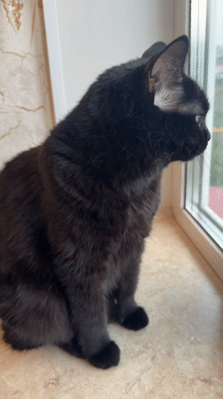 Black cat hangs out on a Novosibirsk windowsill on an August morning