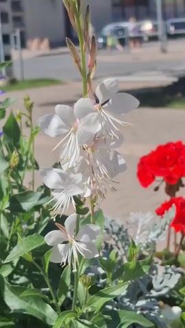 The video shows a close-up view of a white flower with delicate petals and long stamens, swaying gently in the breeze. Behind the flower, blurred figures of people can be seen walking on a paved area, possibly a sidewalk or street. Cars are parked in the background. To the left of the white flower, there is a spike of purple flowers. To the right, partially visible, are bright red flowers. The overall scene appears to be an outdoor setting on a sunny day, likely a garden or a public space with landscaping. The focus is on the white flower, capturing its intricate details and graceful movement.