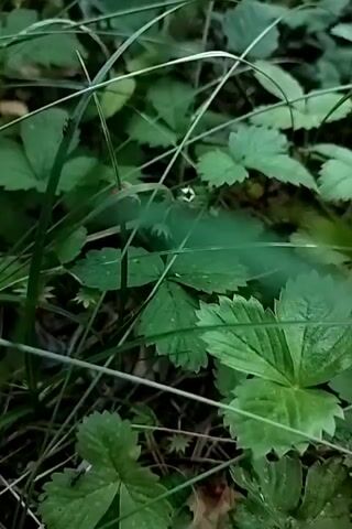 This is a video clip that appears to be shot in a natural setting, likely a forest or wooded area in Yuzhny, Russia, given the context. The camera focuses on the ground, showing dense green foliage, primarily leaves and grass. Several small, red wild strawberries are visible amongst the greenery. The strawberries appear ripe and are the most prominent colorful elements in the frame, contrasting with the dominant green hues. The lighting suggests it could be daytime, possibly overcast or shaded, as there are no harsh shadows. The overall impression is one of a tranquil, natural environment with the subtle presence of wild fruit. There is no visible text or discernible activity beyond the static nature of the plants.