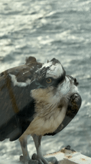 Wet osprey seeks shelter on Gulf Coast structures during storm