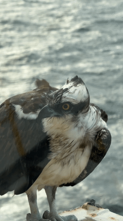 Wet osprey seeks shelter on Gulf Coast structures during storm