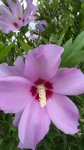 A close-up video shows a pink hibiscus flower in full bloom, its petals unfurling to reveal a deep red center and yellow stamen. The flower is part of a larger hibiscus bush, with more blossoms and green leaves visible in the background. The camera then pans out, revealing the entire hibiscus bush, which is full of flowers and leaves. The bush is planted in a grassy yard, with a wooden fence and trees visible in the distance. The sky is cloudy, and the overall impression is one of a beautiful summer day.