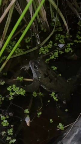 The video shows a frog in a dark pond. The frog is surrounded by small, green plants and some reeds. The frog is partially submerged in the water, with its head and part of its body visible. The light in the video is dim.