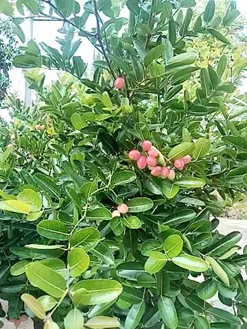 The video shows a tree branch filled with green leaves and some small pink fruit. The camera pans slightly to the left, showing more of the tree and the sky in the background. There is another tree visible in the distance.