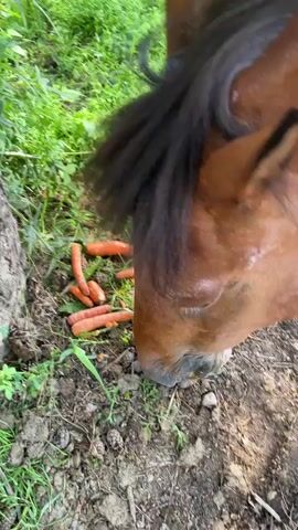 This media file is a close-up video of a brown horse eating carrots in what appears to be an outdoor setting. The horse's head and neck are the main focus, with its muzzle close to the ground as it chews on several bright orange carrots. Green grass and soil are visible in the background, suggesting a rural or natural environment. The lighting indicates it is daytime, likely with natural sunlight. The horse's eye is visible, showing a calm and focused demeanor as it enjoys its snack. No people are visible in the frame. There is no discernible text in the video. The scene is set in Kovachevtsi, Bulgaria.