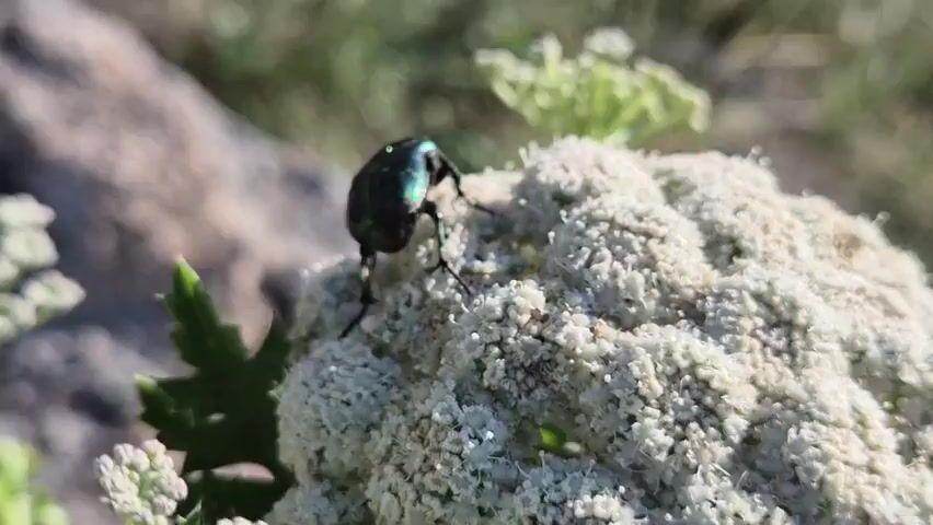 A metallic green beetle walks across a cluster of small white flowers on a plant. The background is blurred green foliage and some brown ground.