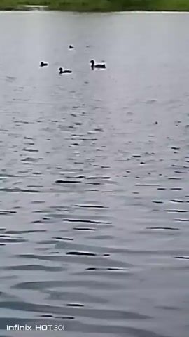 The video shows a body of water with several ducks swimming on the surface. In the background, there is a grassy shoreline with trees and some people and vehicles. The weather appears to be overcast. The bottom of the screen displays the text "Infinix HOT 30i".