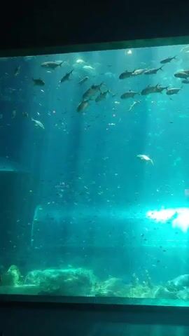 The video shows a large aquarium with many fish swimming in a blue-lit environment. At the bottom of the aquarium, there's a rocky formation resembling a seabed. In the lower right corner of the screen, there's a silhouette of a family looking at the aquarium. The lighting from the top creates visible light rays through the water.