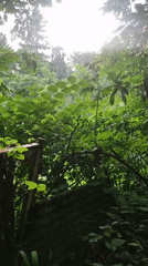 Abandoned structure and overgrown jungle in Makhinjauri, Georgia