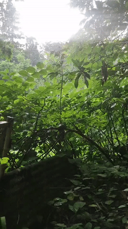 Abandoned structure and overgrown jungle in Makhinjauri, Georgia