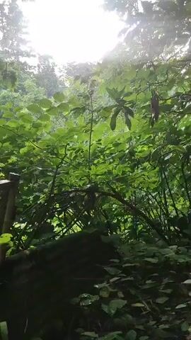 The video shows a view of a dense green forest with sunlight filtering through the leaves. The camera pans slightly to the left, revealing a makeshift structure made of corrugated metal and wood, draped with some red fabric. There are no people or animals visible in the frame, and the overall atmosphere is serene and natural.