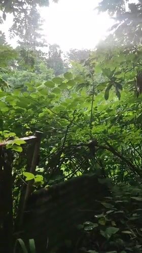 Abandoned structure and overgrown jungle in Makhinjauri, Georgia