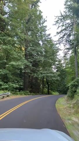 The video shows a view from a vehicle driving on a paved road with double yellow lines. The road curves to the right, and it is surrounded by a lush, green forest with tall trees, including some with thick trunks, and ferns on the ground. The sky is visible through the canopy, and it appears to be overcast. The front of the vehicle is partially visible in the foreground. The video is shot from a first-person perspective, as if the viewer is the driver or a passenger.